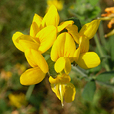 Wildflower Birds Foot Trefoil